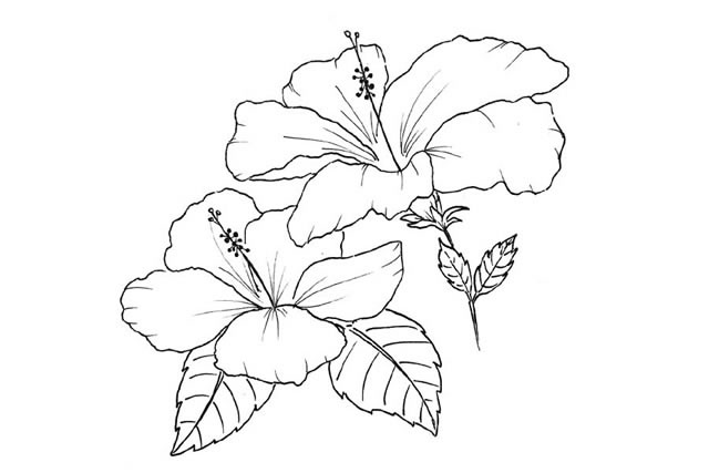 8款手绘花朵的简笔画(手绘画花朵)
