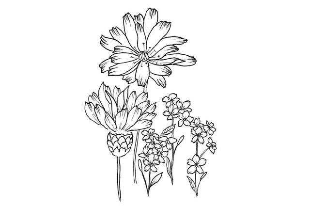 8款手绘花朵的简笔画