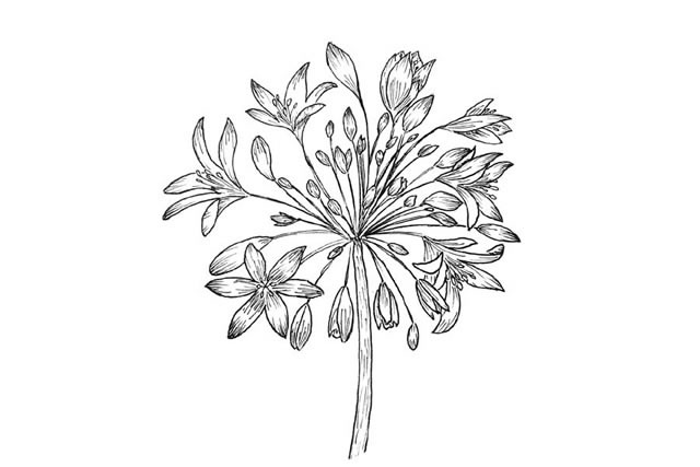 8款手绘花朵的简笔画