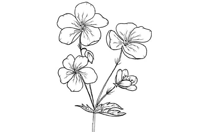 8款手绘花朵的简笔画