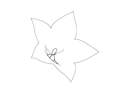 四款关于桔梗花的简笔画