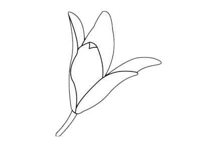 一朵百合花的简笔画(百合花简笔画 一笔画)