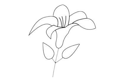 3款关于百合花的简笔画
