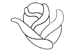 美丽的玫瑰花简笔画步骤教程