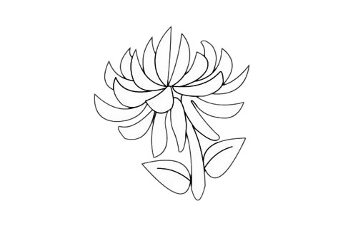 一步步教你画简单的菊花(一步步教你画简单碧琪)