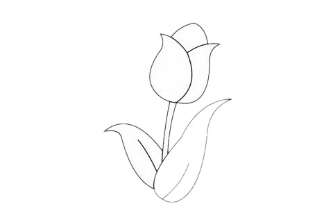 郁金香简笔画步骤图解教程(郁金香简笔画儿童画)