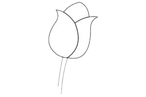 郁金香简笔画步骤图解教程