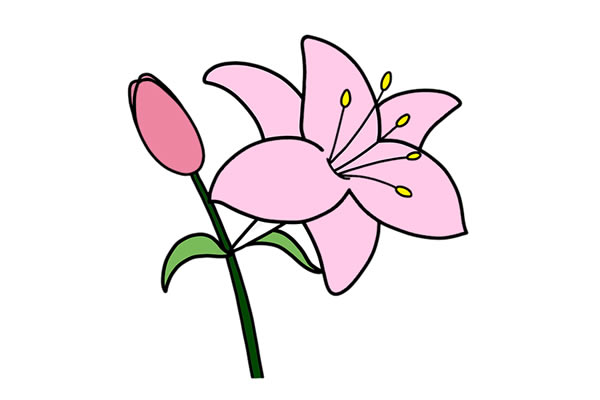 鲜艳的百合花简笔画教程(简笔画百合花的画法步骤及颜色)