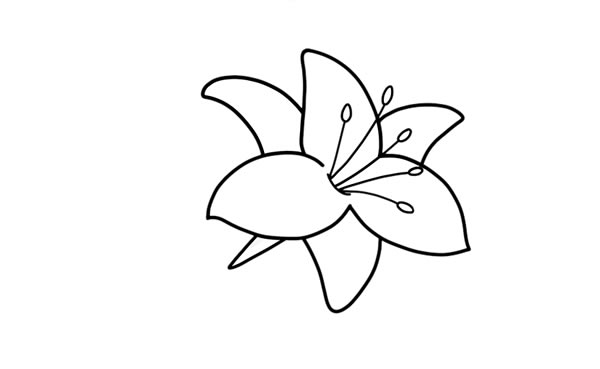 鲜艳的百合花简笔画教程