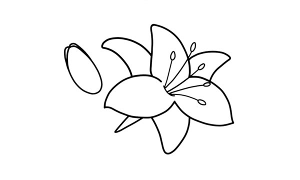 鲜艳的百合花简笔画教程
