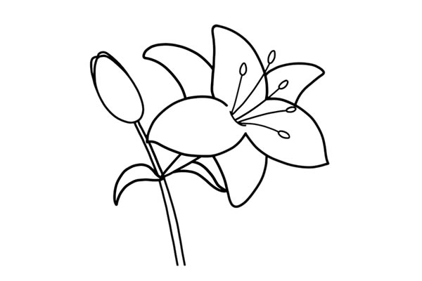 鲜艳的百合花简笔画教程