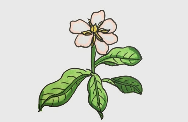 带颜色的栀子花简笔画步骤(栀子花不同颜色的花语)