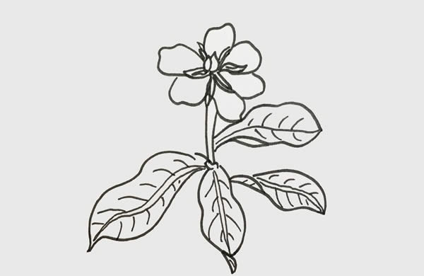 带颜色的栀子花简笔画步骤 带颜色的栀子花简笔画步骤