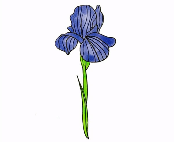 带颜色的鸢尾花简笔画教程(带颜色的鸢尾花简单画法)