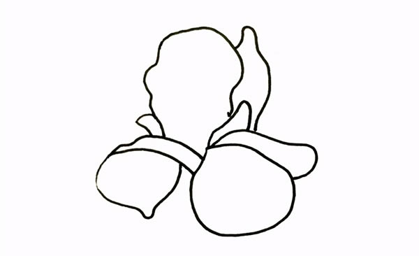 带颜色的鸢尾花简笔画教程