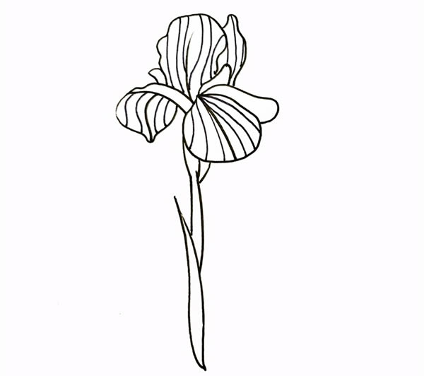 带颜色的鸢尾花简笔画教程