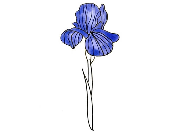 带颜色的鸢尾花简笔画教程