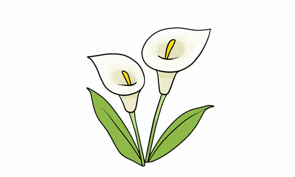 彩色的马蹄莲简笔画教程(马蹄莲彩铅画)