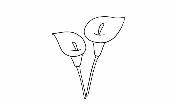 彩色的马蹄莲简笔画教程