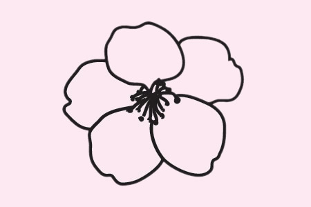 一组樱花的花朵简笔画大全