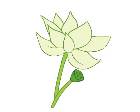 绿色的荷花简笔画(绿色的荷花长什么样子)