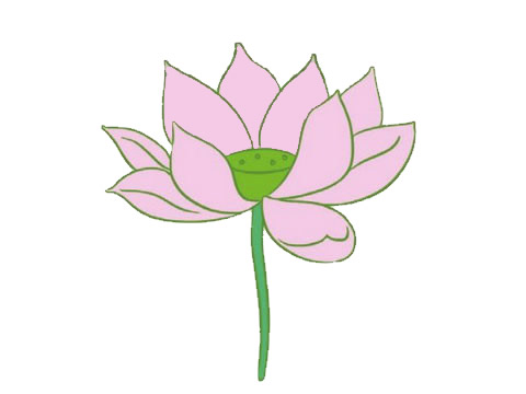 盛开的荷花简笔画(盛开的荷花简笔画图片大全)