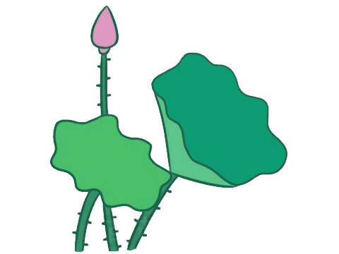 关于荷花荷叶的简笔画(关于荷花荷叶的手抄报)