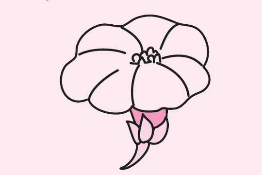一组关于牵牛花的简笔画大全(关于牵牛花的一段话)