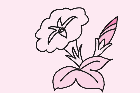 一组关于牵牛花的简笔画大全