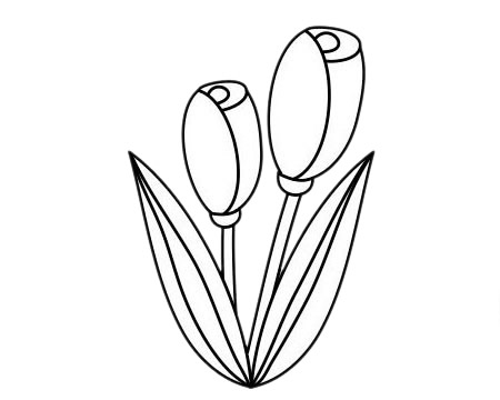 两朵郁金香的简笔画(一朵郁金香怎么画)