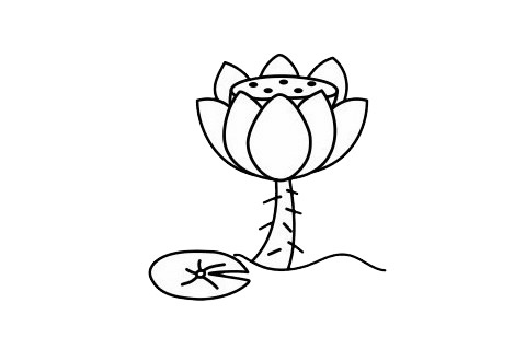 一步步教你画简单的荷花(一步一步学画简笔画)