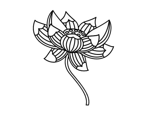 5款不同的荷花简笔画