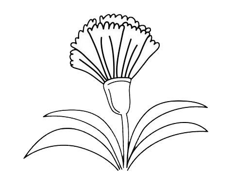 带叶子的康乃馨简笔画(康乃馨叶子手工)