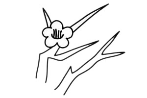 一步步教你画简单的梅花 一步步教你画简单的梅花