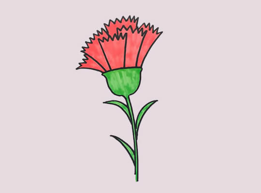 带颜色的康乃馨简笔画教程(带颜色的康乃馨简单画法)