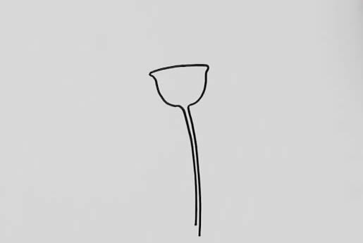 带颜色的康乃馨简笔画教程