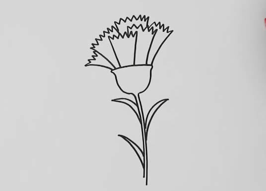 带颜色的康乃馨简笔画教程