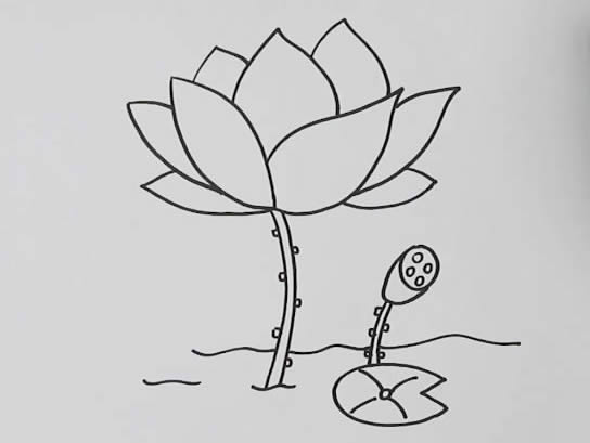 漂亮的荷花简笔画教程