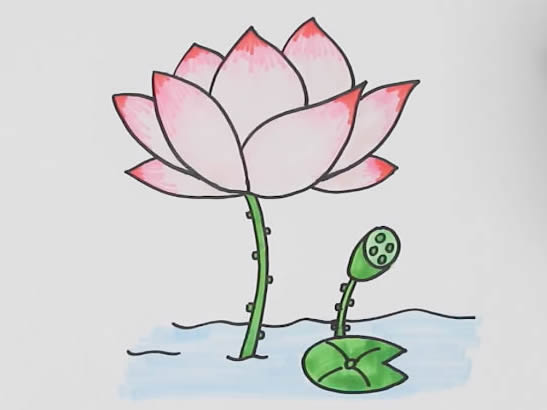 漂亮的荷花简笔画教程