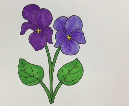 涂色的紫罗兰简笔画教程(画紫罗兰的简笔画)