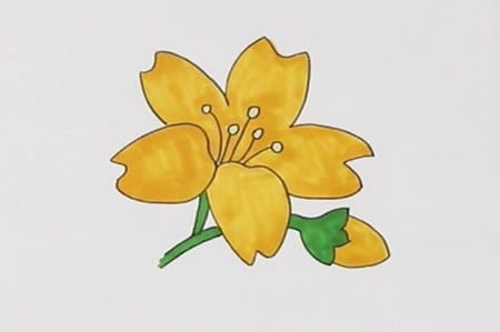 漂亮的迎春花简笔画教程(迎春花简笔画)