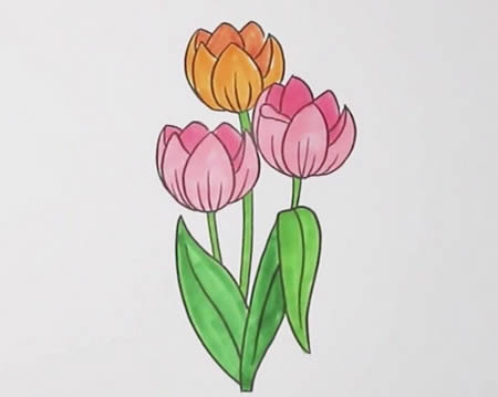 漂亮涂色的郁金香简笔画步骤(郁金香带颜色的简笔画)