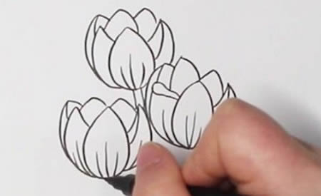 漂亮涂色的郁金香简笔画步骤