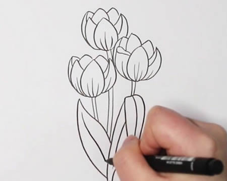 漂亮涂色的郁金香简笔画步骤