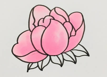 芍药花简笔画步骤教程(芍药花怎么画最简单)