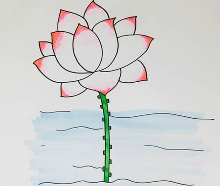 水里的荷花简笔画教程(水里的荷花图片)