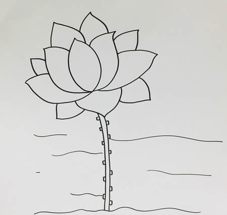 水里的荷花简笔画教程