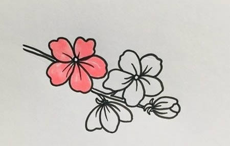 带颜色的桃花简笔画教程