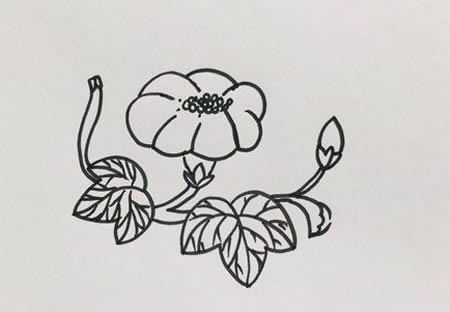 好看的牵牛花简笔画教程