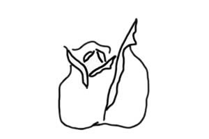 火红的玫瑰花简笔画教程 火红的玫瑰花简笔画教程